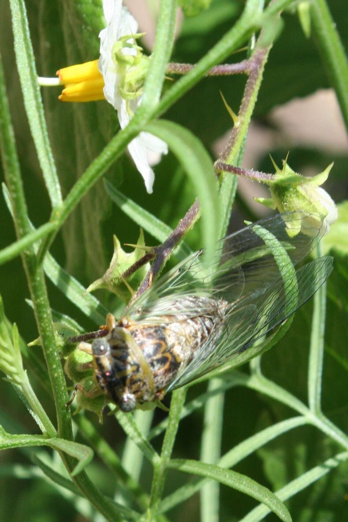 Sivun Diceroprocta vitripennis (Say 1830) kuva