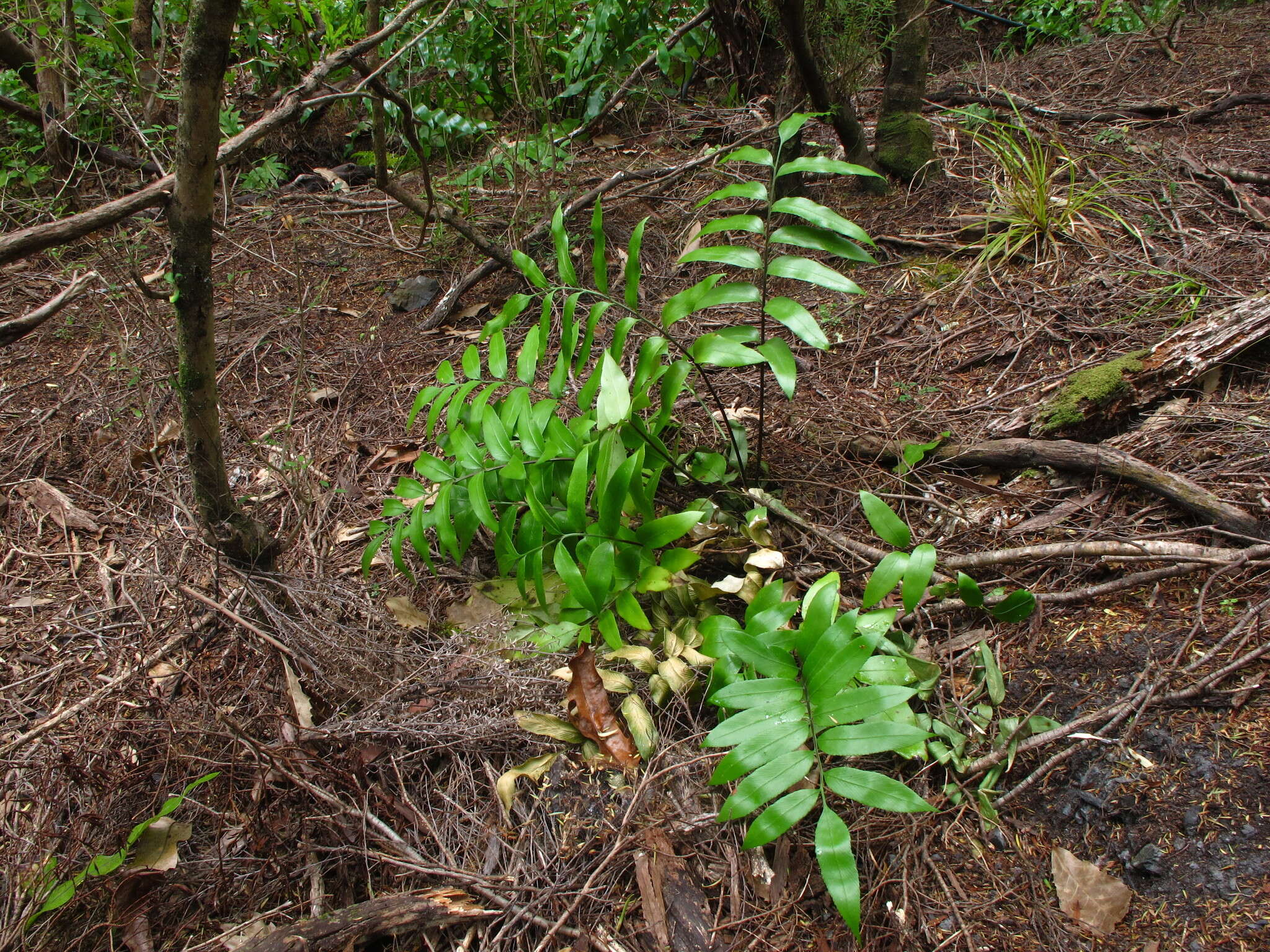 Image of Asplenium oblongifolium Col.