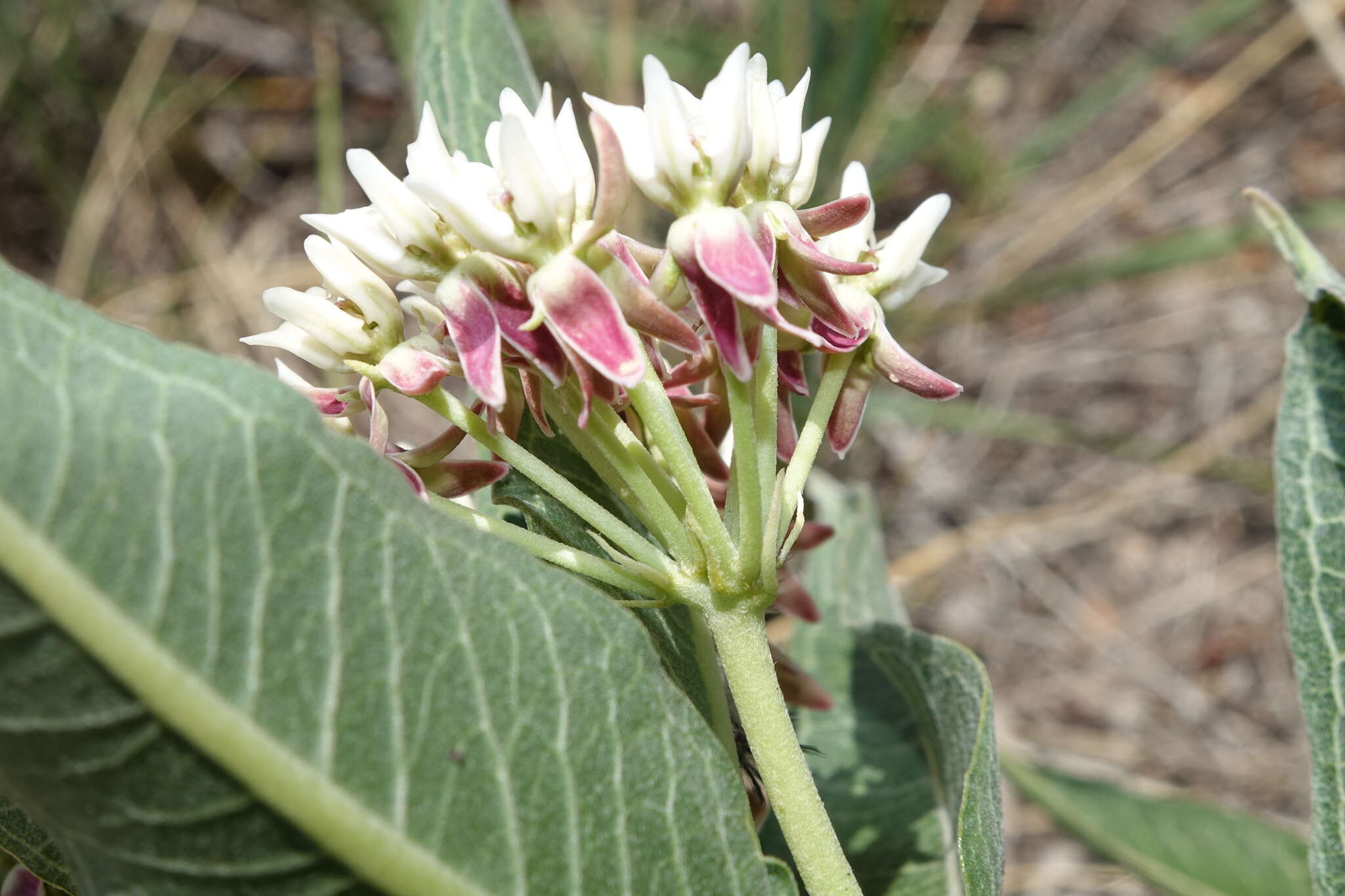 Image of Hall's milkweed