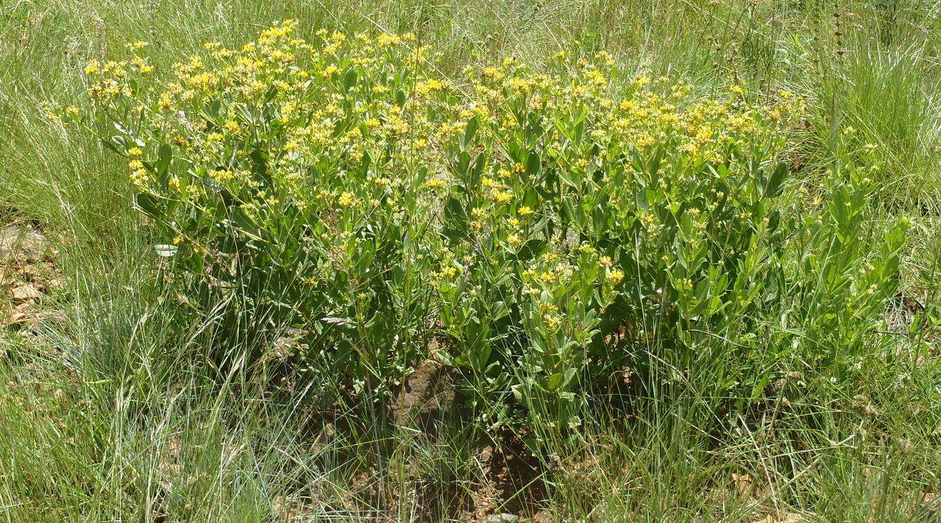 Image of Pearsonia cajanifolia subsp. cajanifolia