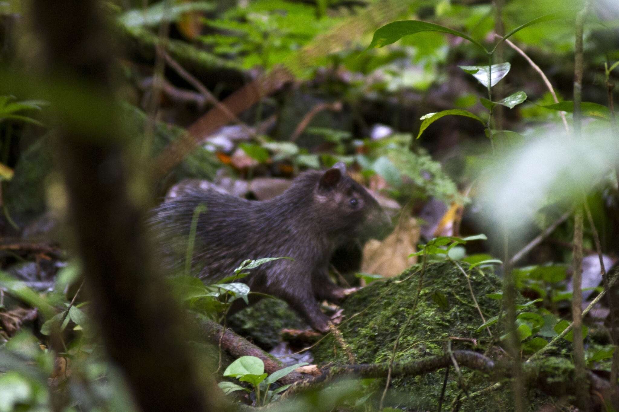 Image of Brush-tailed porcupine