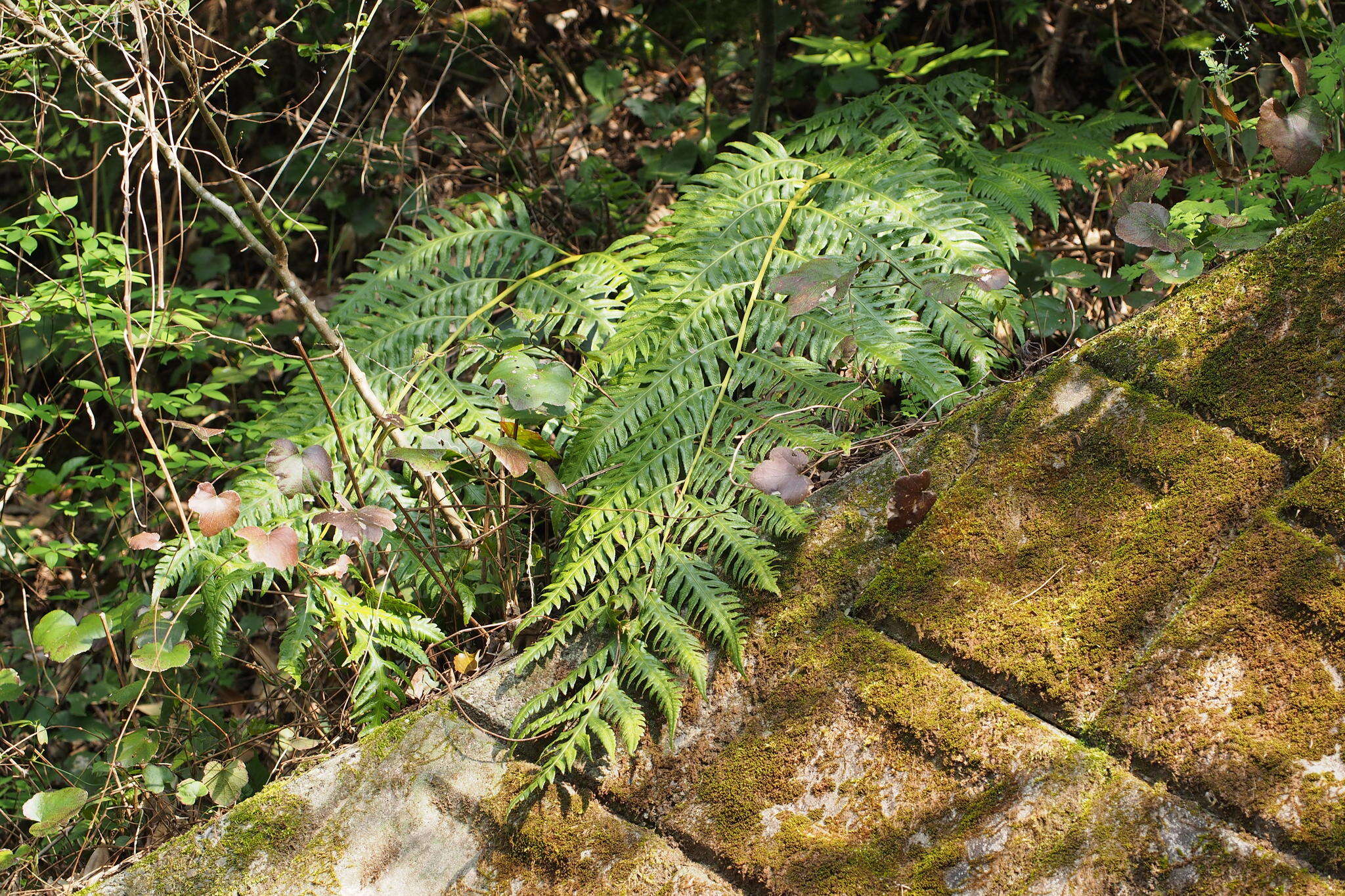 Image of Woodwardia orientalis Sw.