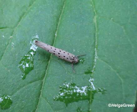 Image of <i>Yponomeuta sedella</i>