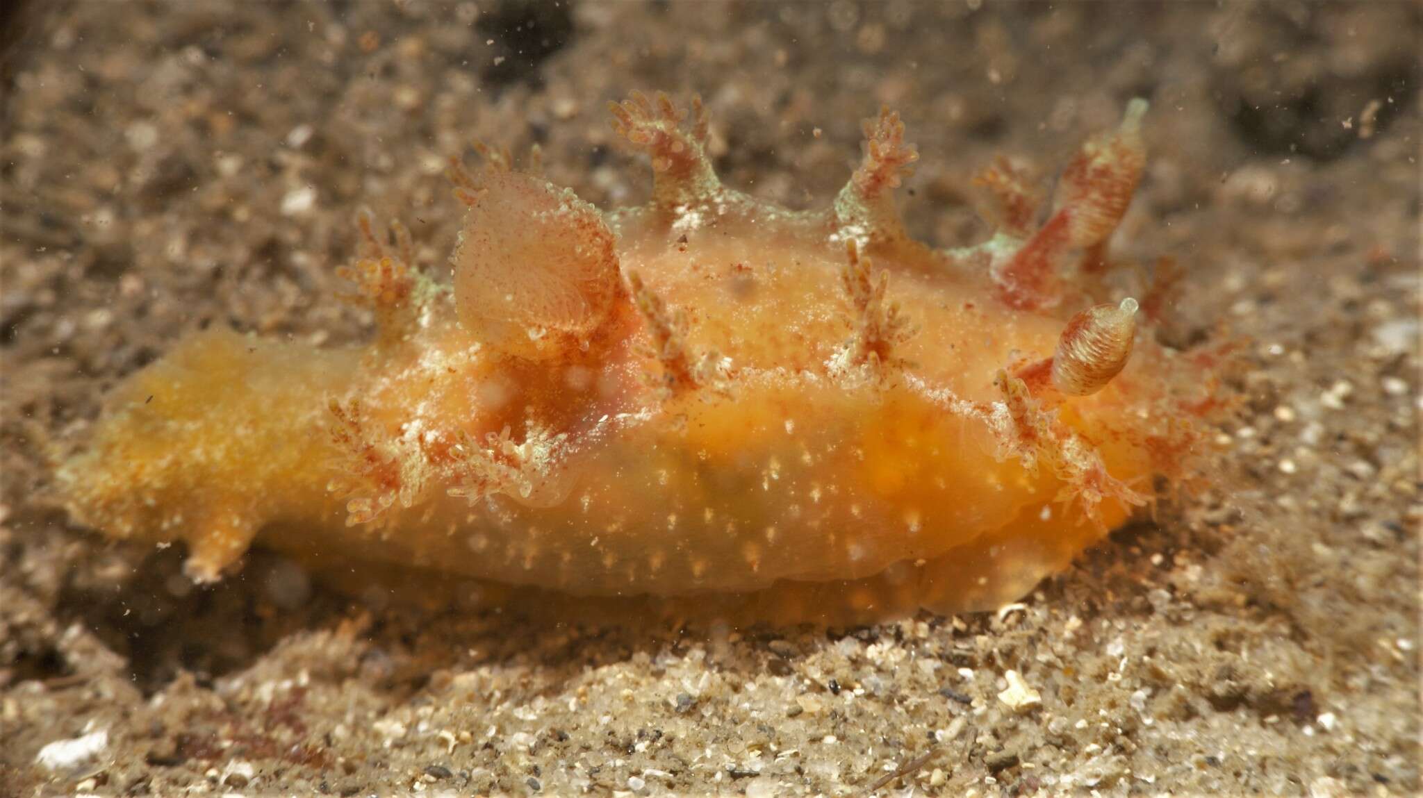 Image of Tasselled nudibranch