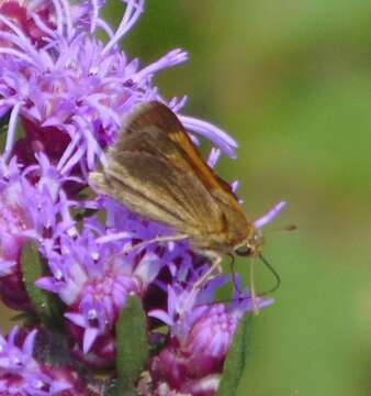 Image of Tawny-edged Skipper