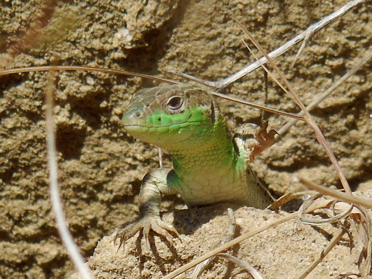 Image of Caucusus Emerald Lizard