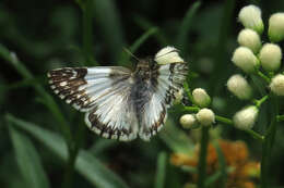 Image of Heliopetes omrina Butler 1870