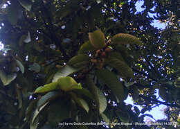 Ficus tequendamae Dugand的圖片