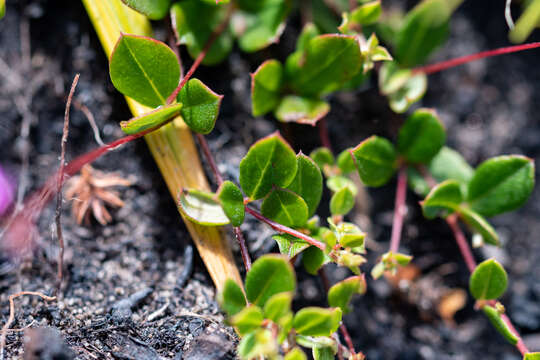 Image of Indigofera sarmentosa L. fil.