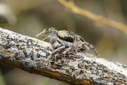 Image of Habronattus conjunctus (Banks 1898)