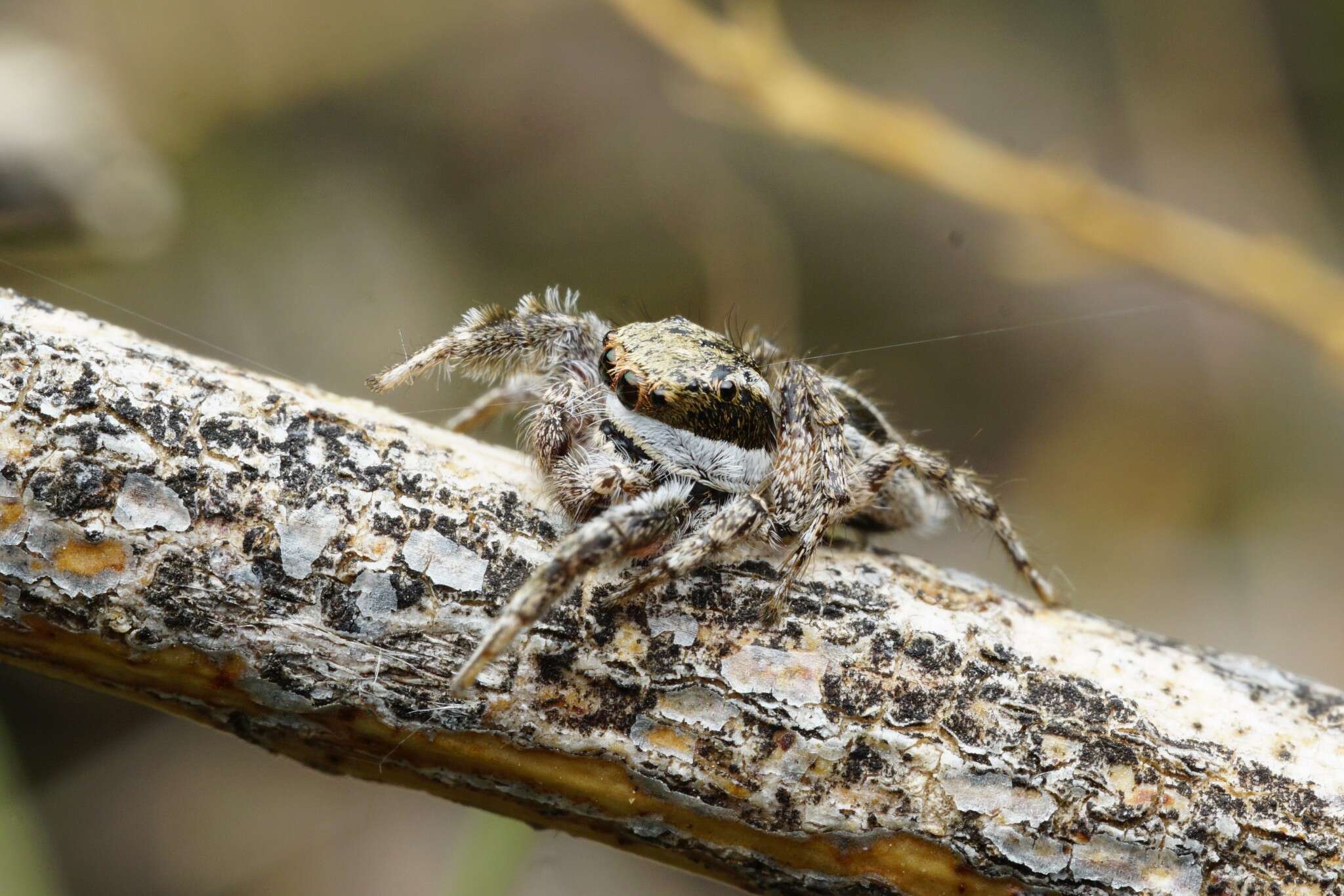 Image of Habronattus conjunctus (Banks 1898)