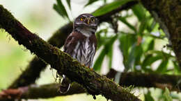 Image of Tamaulipas Pygmy Owl