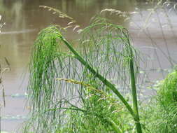 Image of dill