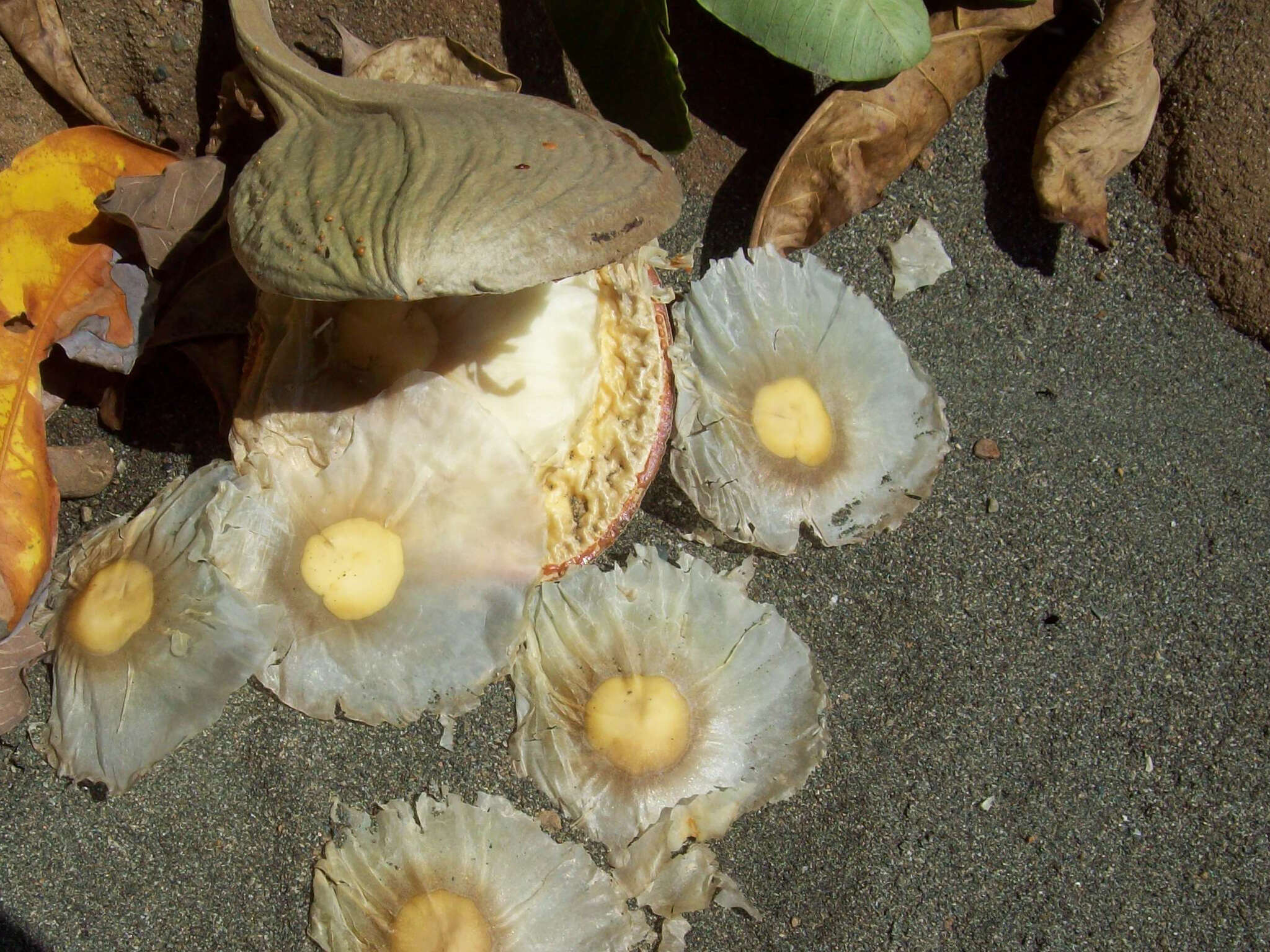 Imagem de Aspidosperma spruceanum Benth. ex Müll. Arg.