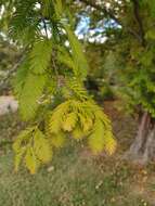 Image of dawn redwood