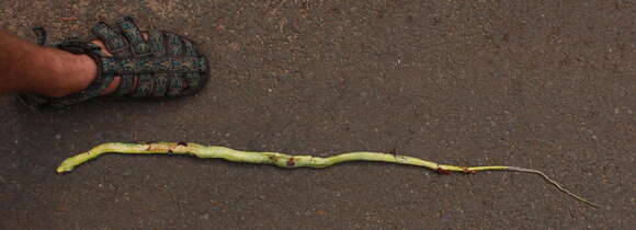 Image of Eastern Green Snake