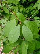 Prunus padus L. resmi