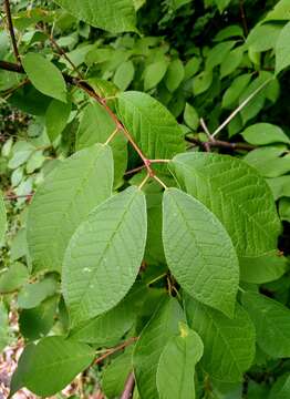 Image of Bird Cherry