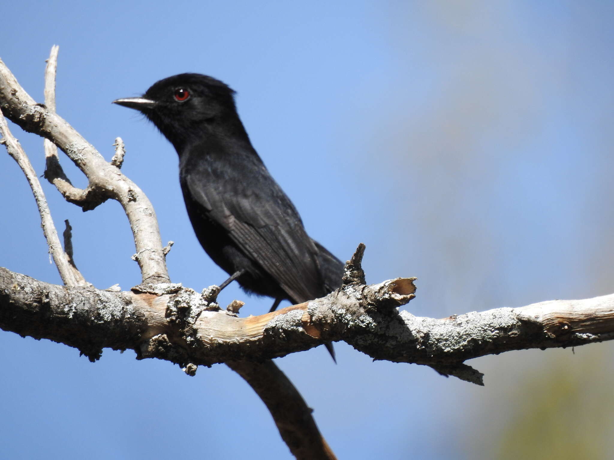 Image of Brazilian Black-tyrant