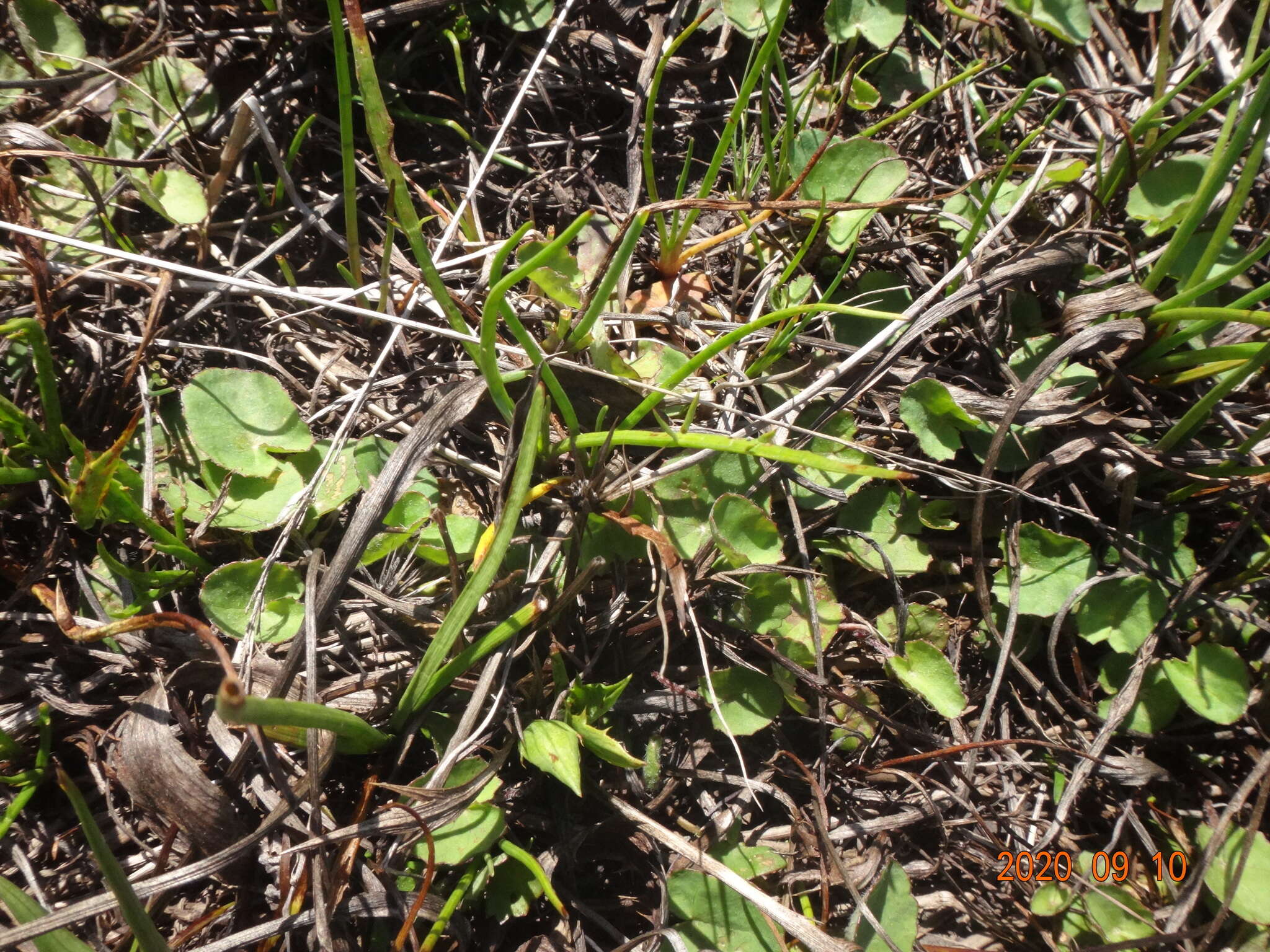 Imagem de Hydrocotyle jacksonii M. Hiroe