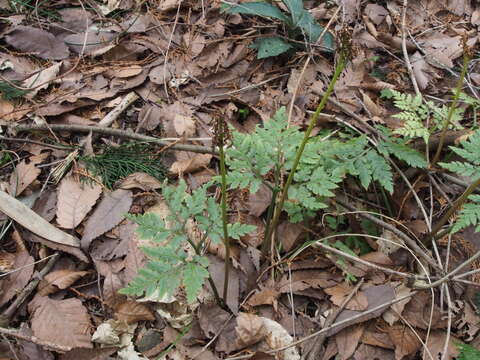 Image of Sceptridium japonicum (Prantl) Lyon