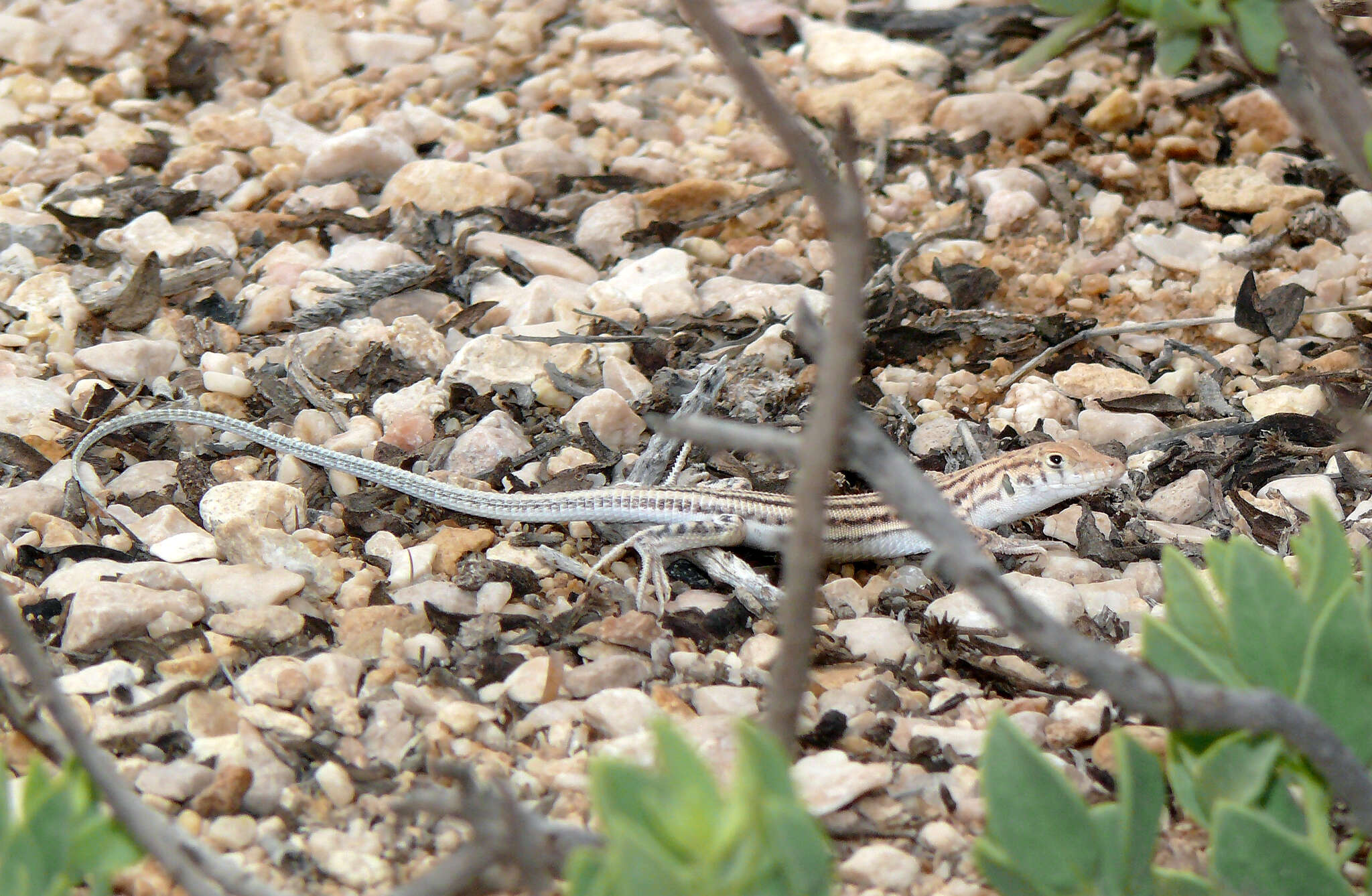 Image of Cat Fringe-fingered Lizard