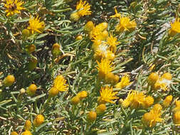 Image of Pteronia pallens L. fil.