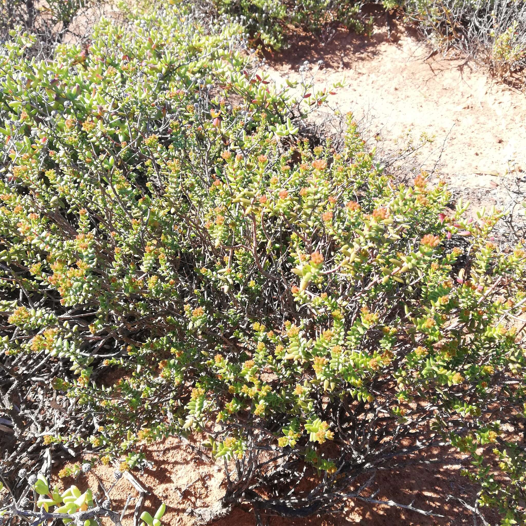 Crassula muricata Thunb. resmi