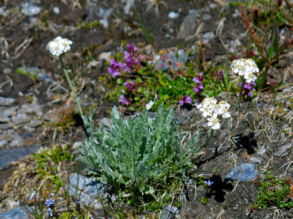 Image of silvery yarrow