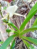 Image de Angraecum praestans Schltr.