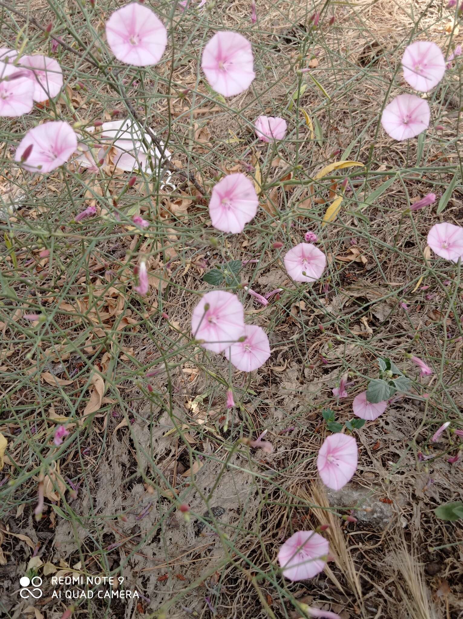 Image de Convolvulus dorycnium L.