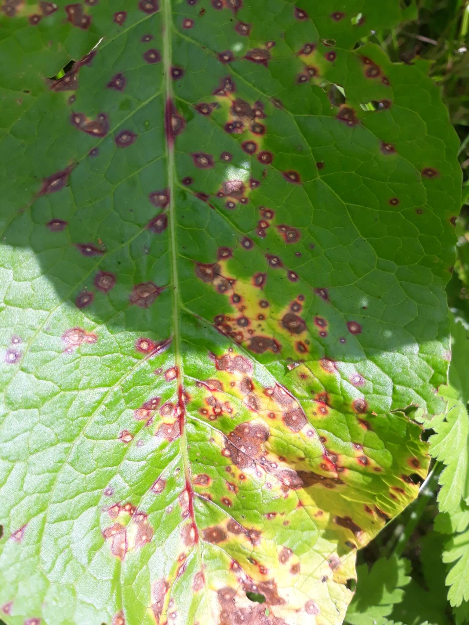 Ramularia pratensis Sacc. 1882的圖片