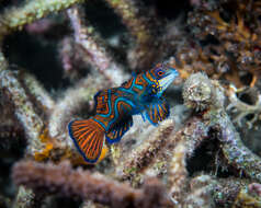 Image of Mandarinfish