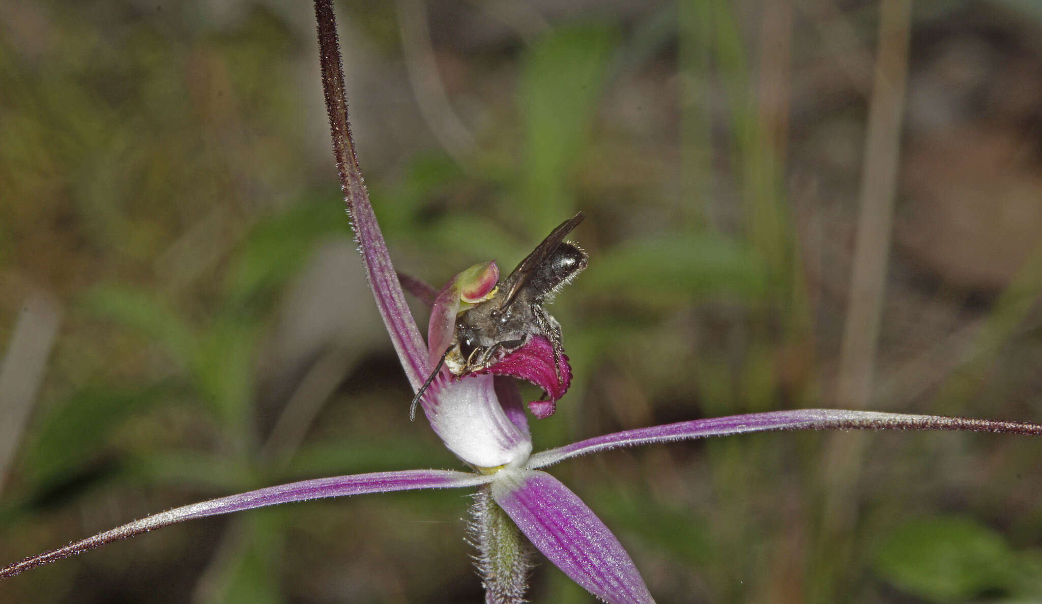 Image of Rosella spider orchid