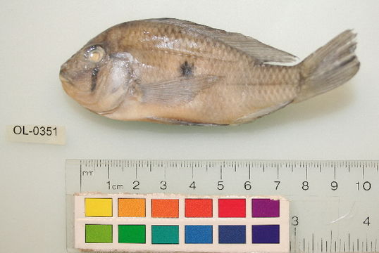 Image of Threadfin acara
