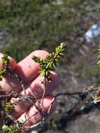 Image of black crowberry