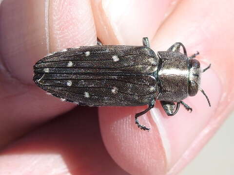 Imagem de Chrysobothris basalis Le Conte 1858