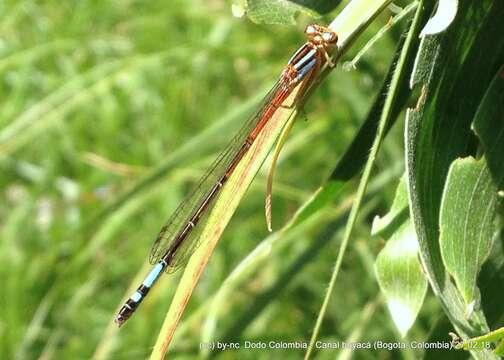 Image de Mesamphiagrion Kennedy 1920