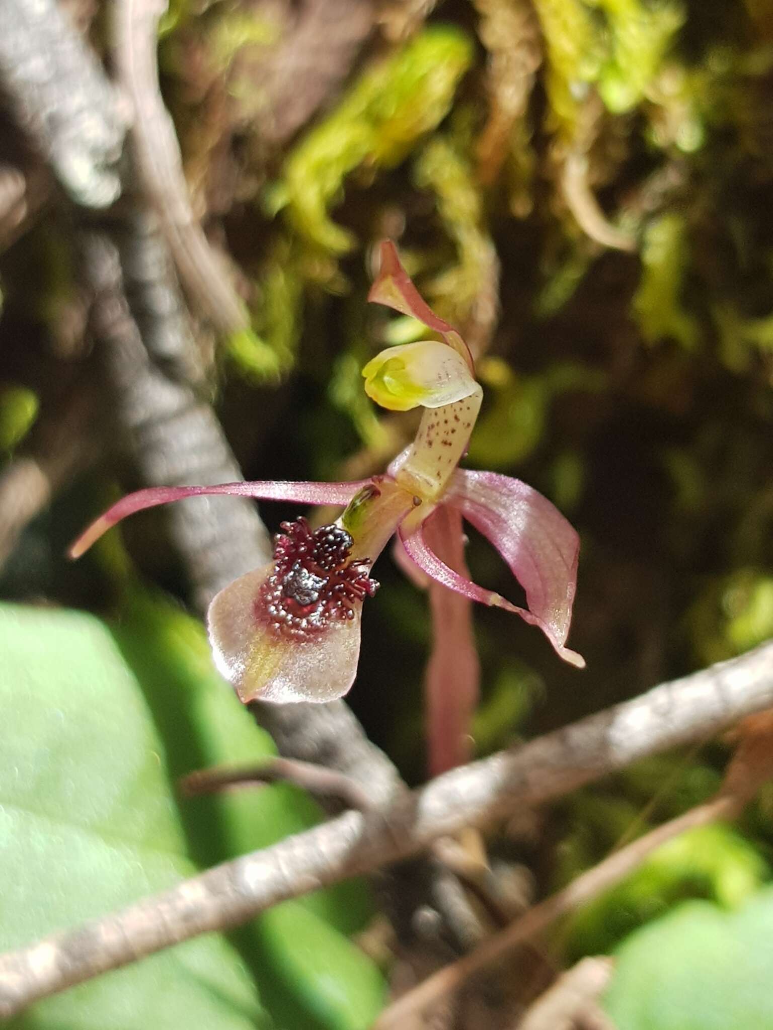 Image of Small wasp orchid