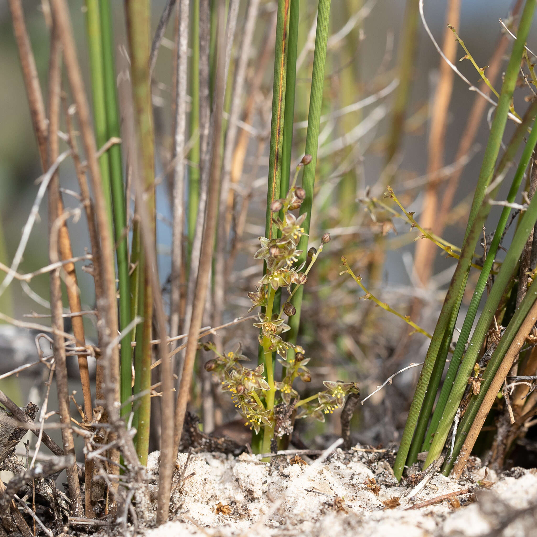 Image of Lomandra micrantha (Endl.) Ewart