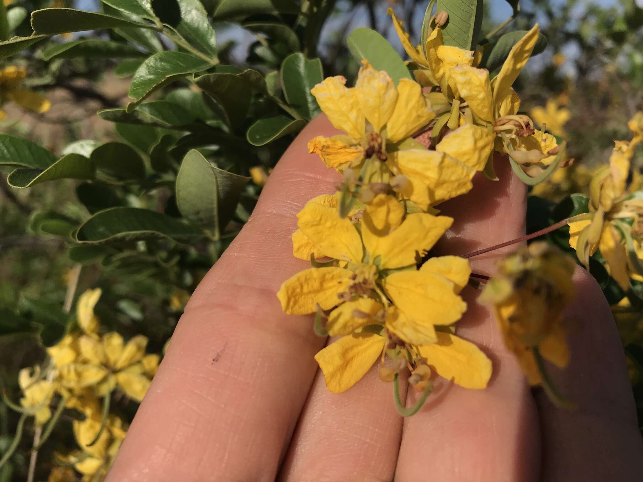 Image of Cassia tomentella (Benth.) Domin