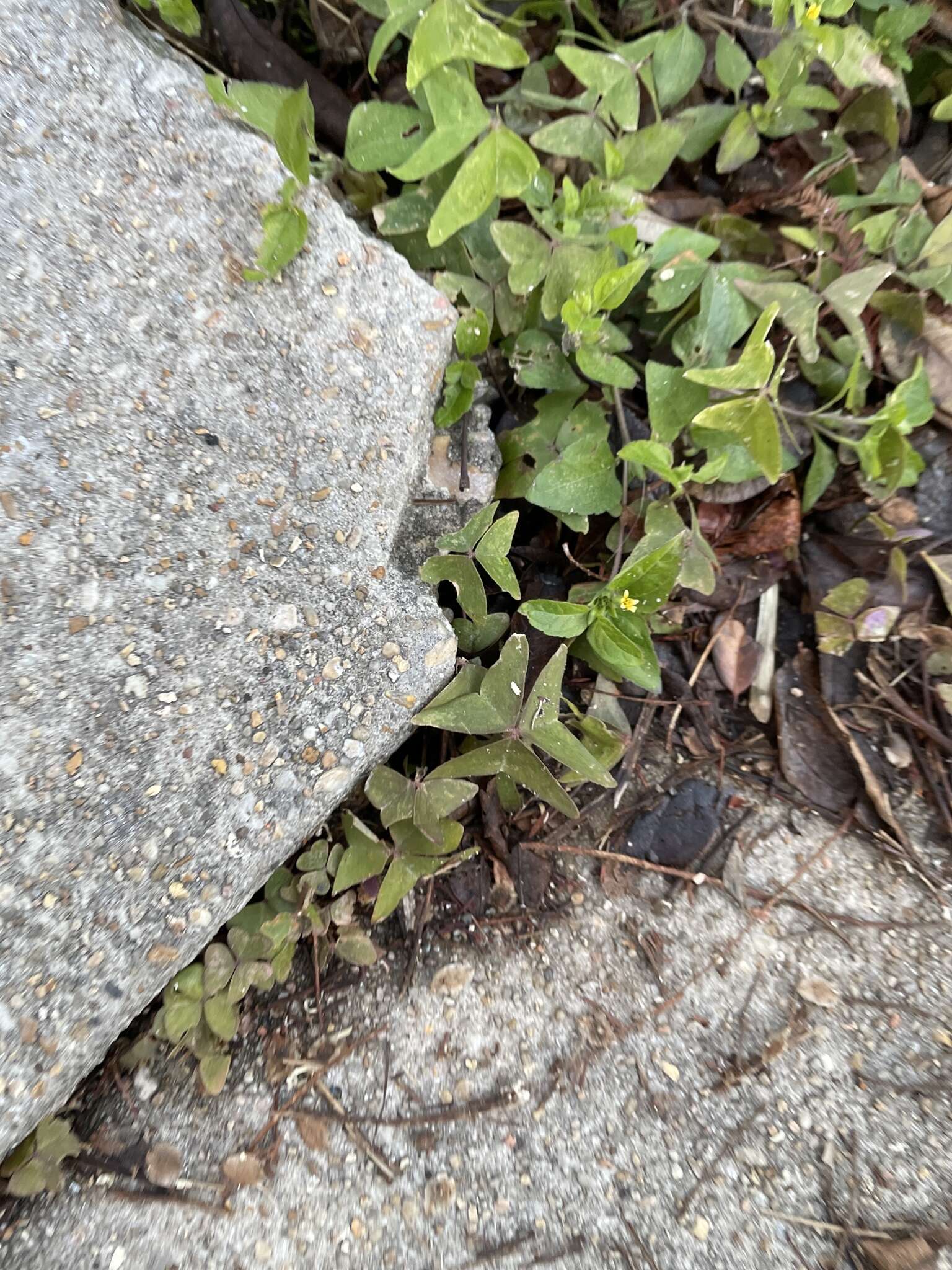 Sivun Oxalis intermedia kuva