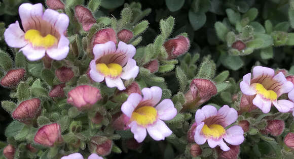 Image of Chaenorhinum villosum (L.) Lange