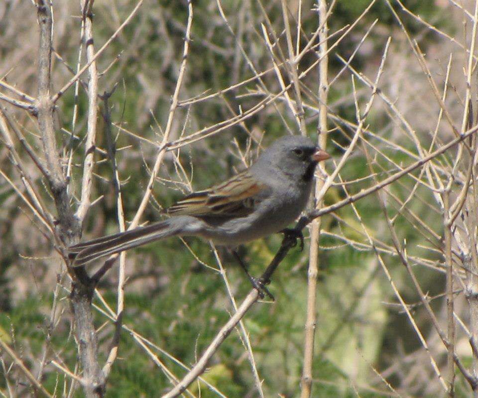 Image of Black-chinned Sparrow