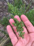 Image of Clinopodium gilliesii (Benth.) Kuntze