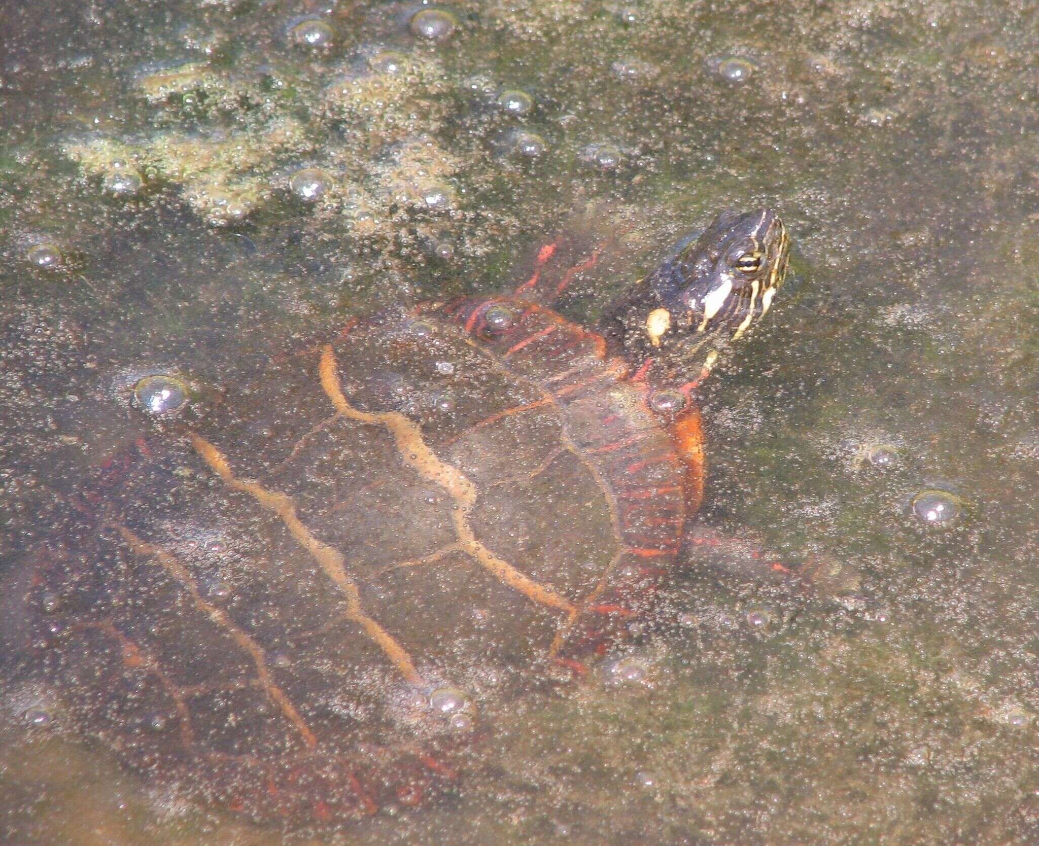 Image of Eastern Painted Turtle