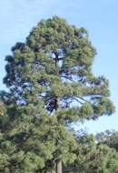 Image of Michoacán Pine