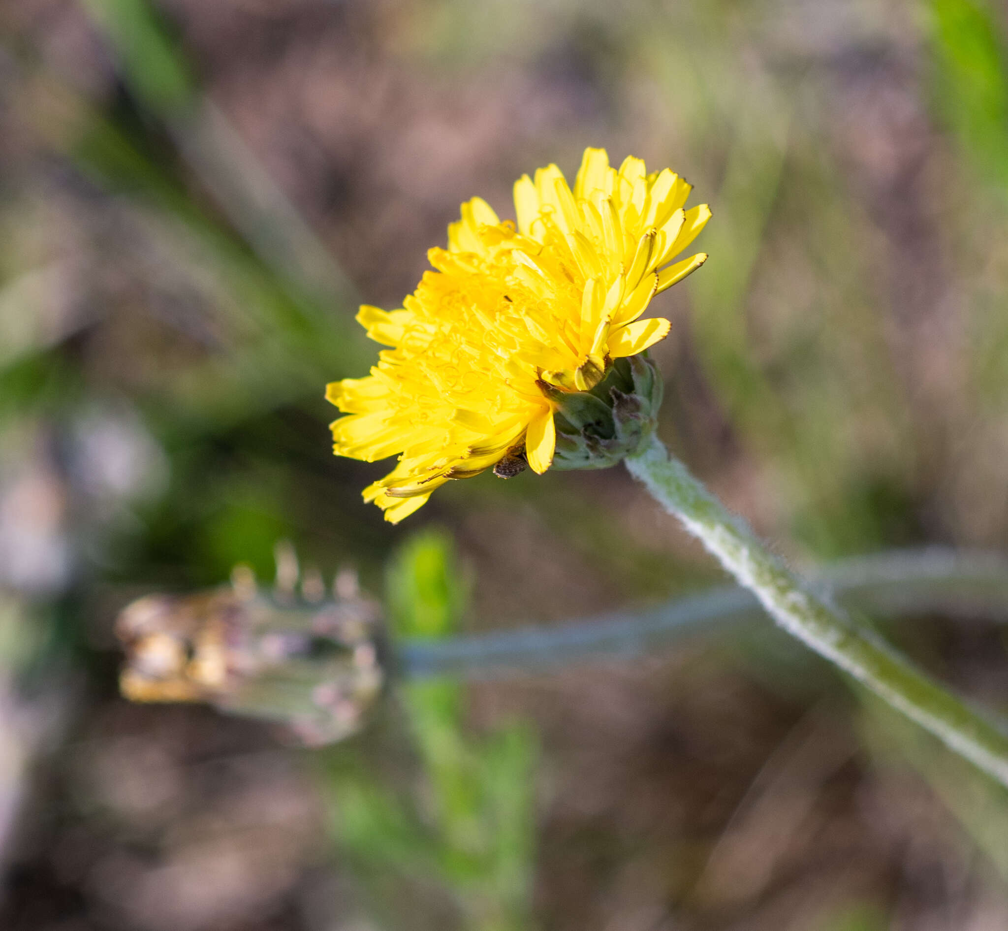 Taraxacum dissectum (Ledeb.) Ledeb.的圖片