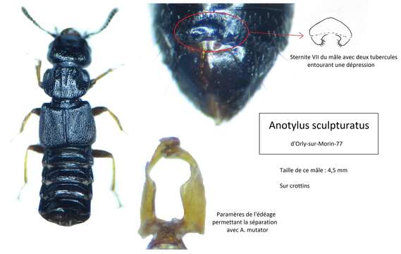 Image of Anotylus sculpturatus (Gravenhorst 1806)