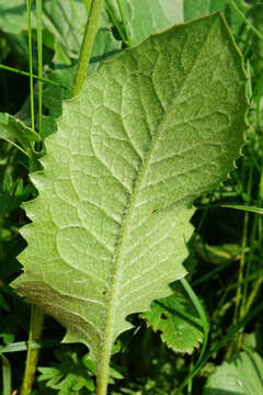 Image of Klasea lycopifolia (Vill.) A. & D. Löve